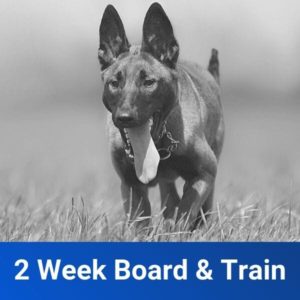 2 Week Basic Board and Train