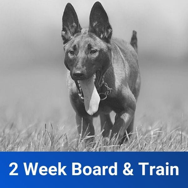2 Week Basic Board and Train