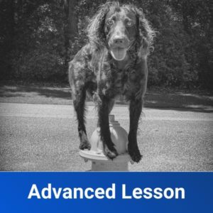 Advanced Lesson