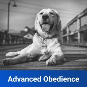 Advanced Obedience Training