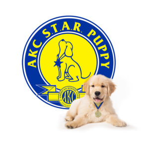 AKC Star Puppy