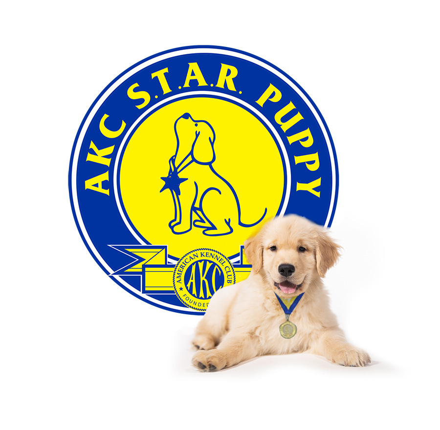 AKC Star Puppy