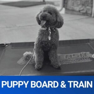 2 or 4 Week Puppy Board & Train