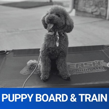 2 or 4 Week Puppy Board & Train