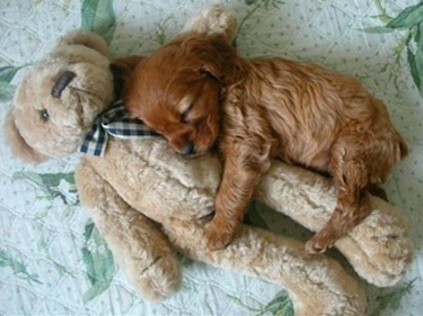 puppy sleeping with teddy bear