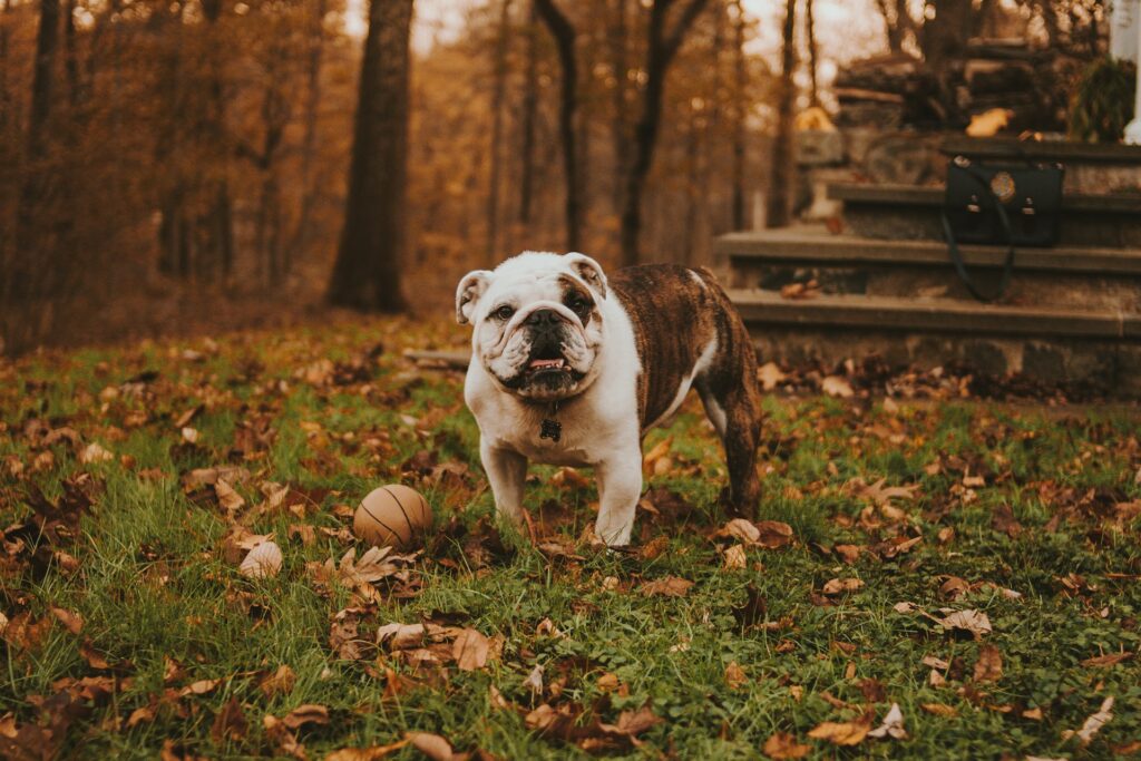 Understanding Sarasota, Florida Leash Laws