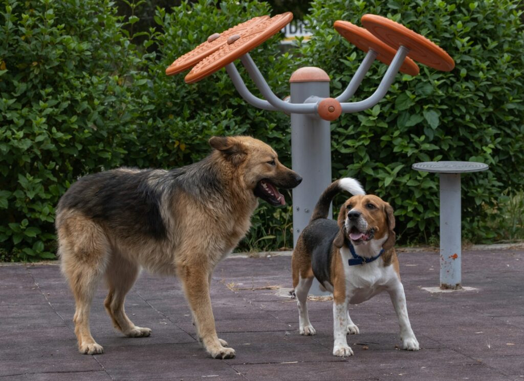 Thinking About Adding a Second Dog Here’s What to Consider First