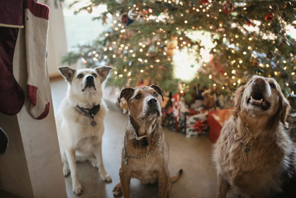 Keeping Your Dog Calm During Holiday Fireworks, Parades, and Festivities