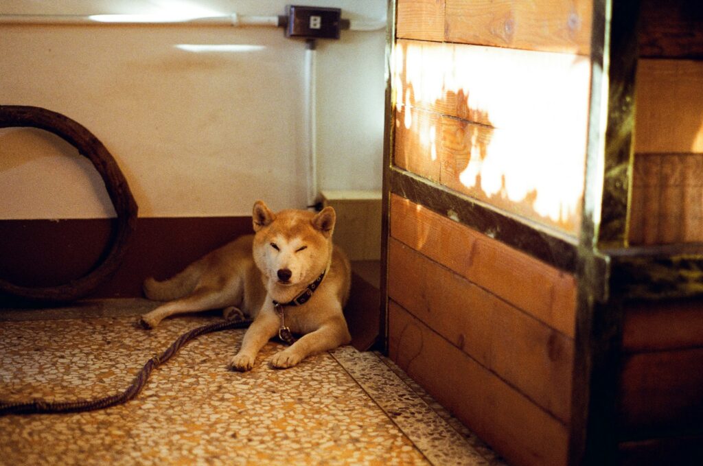 Raising a Calm Dog in an Active Household: Tips for Peaceful Coexistence