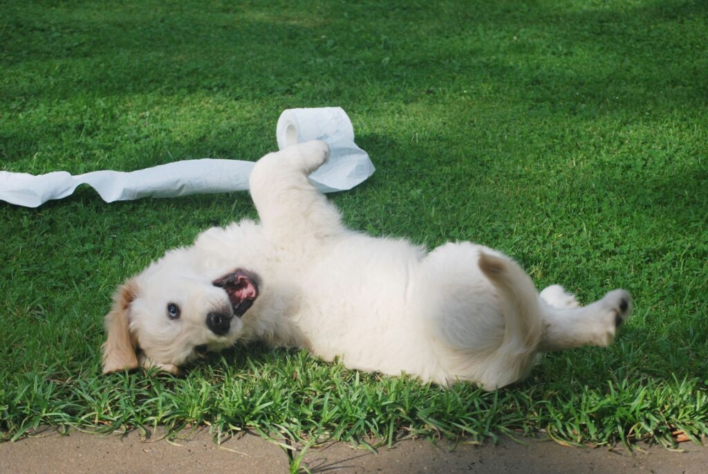 How to Potty Train a Dog Fast (Even in an Apartment)